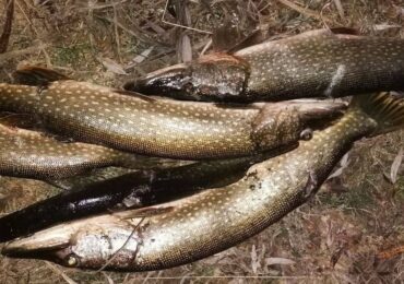 В Самарской области пресекли незаконную ловлю щуки