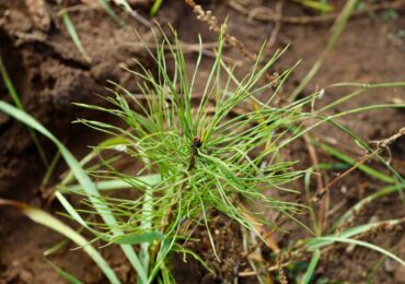 В Самарской области высадили 37 тыс. саженцев