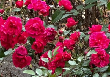 В Самаре во дворе на Тухачевского зацвели розы