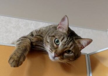 Посмотрите на эту милую мордочку — это Тихон, и он ищет хозяев