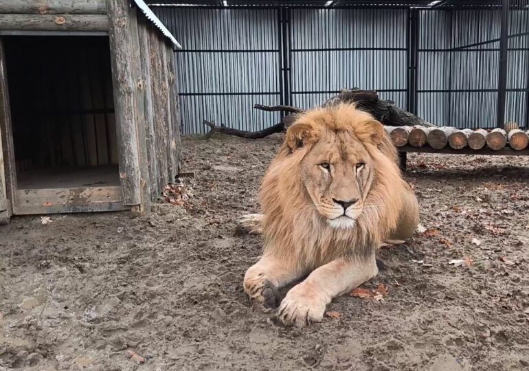В самарском зоопарке построили новые вольеры для льва и пумы
