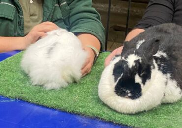 В самарском зоопарке провели акцию «Погладь меня»