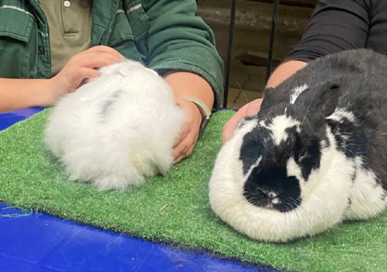 В самарском зоопарке провели акцию «Погладь меня»