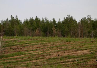 В Самарской области высадили 856 га новых деревьев