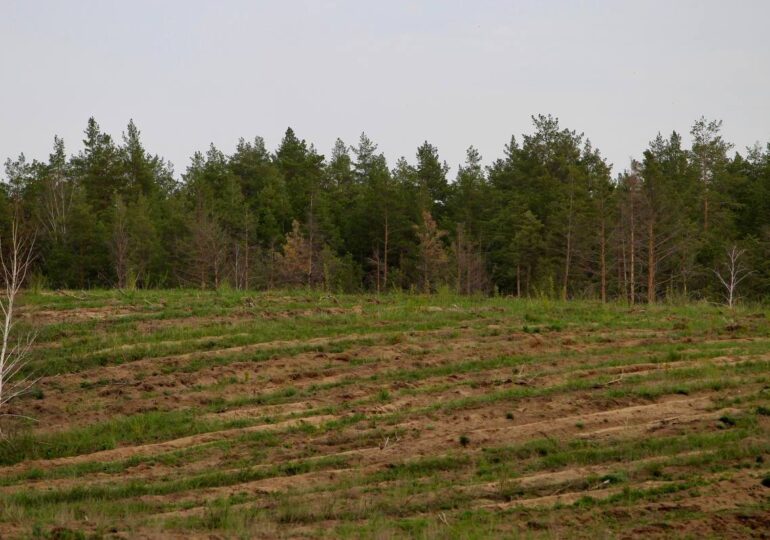 В Самарской области высадили 856 га новых деревьев