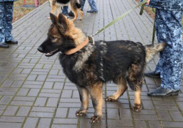 В учреждения УФСИН РФ по Самарской области поступили новые служебные собаки