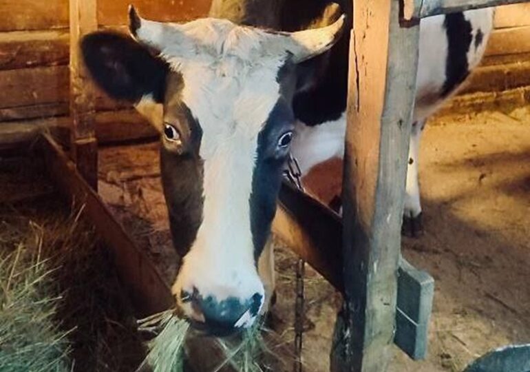 В США снова стали популярны платные объятия с коровами