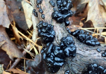 В ноябре в Самарской области продолжается грибной сезон