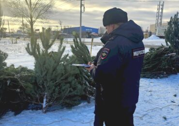 В Самаре ликвидировали нелегальный елочный базар