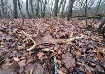 В Жигулевском заповеднике лоси начали сбрасывать рога