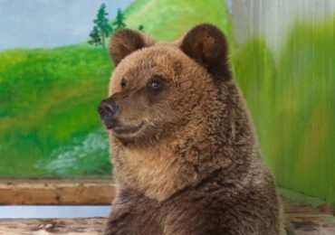 Медведь Умка готовится к спячке в самарском зоопарке