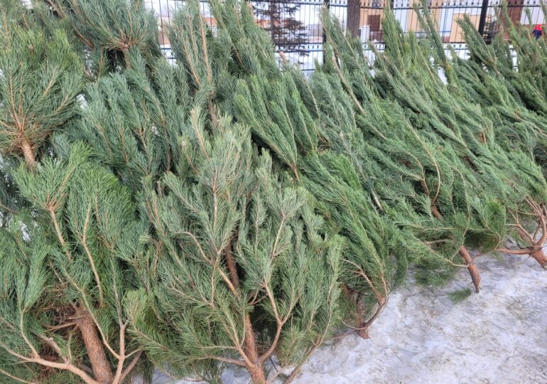 Самарцам рассказали, где купить дешевле купить елку и хвойные композиции