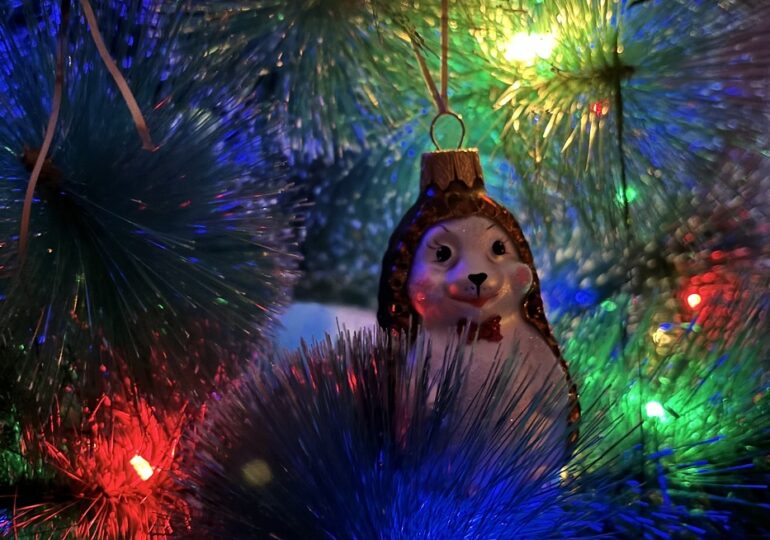 Самарцам объяснили, на что обратить внимание при выборе новогодней елки