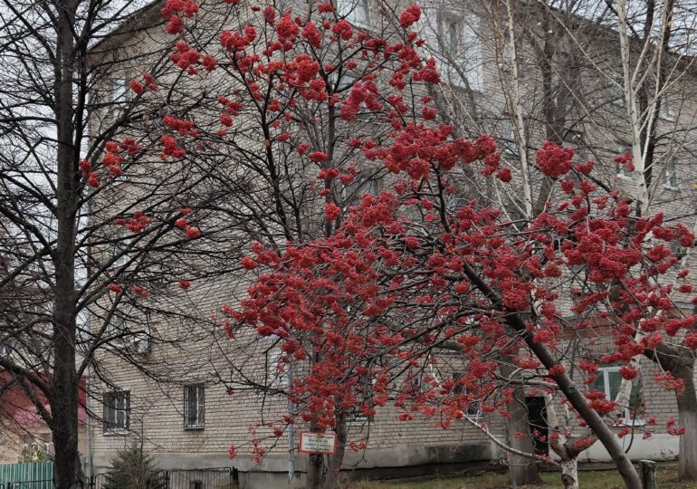 В Самарской области 10 декабря ожидается сильный ветер