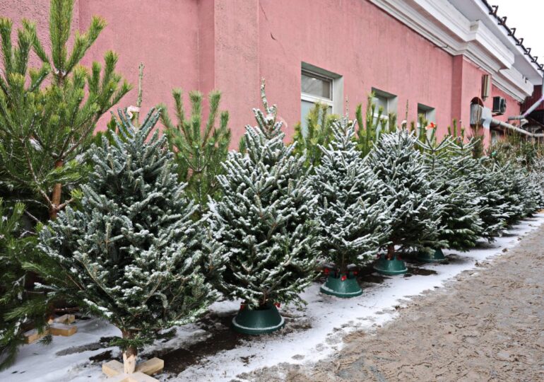 В Самаре работают более 100 елочных базаров