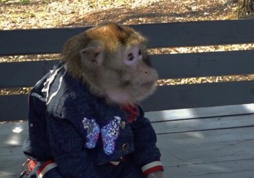 Сегодня отмечают Международный день обезьян