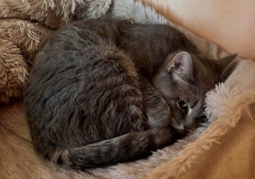 Сегодня отмечают день сворачивания в клубочек