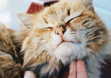 День почесывания за ухом отмечают 12 декабря