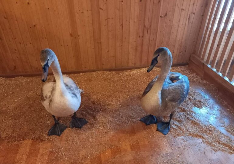 В Самаре парк 50-летия Октября пополнился двумя лебедями