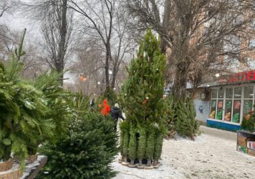 Самарцам рассказали, как выбрать ель и сколько стоят хвойные деревья