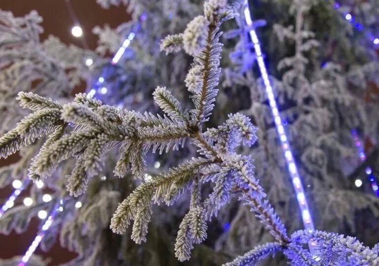 Роспотребнадзор развеял миф о клещах на новогодних елках