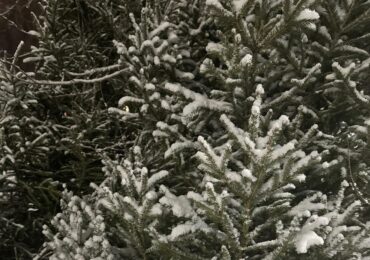 В Самаре организуют 20 площадок для сбора живых елей