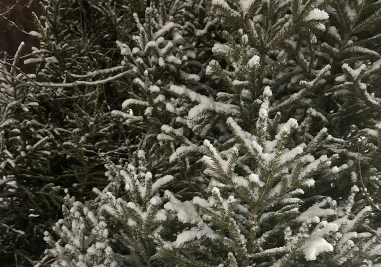 Самарцы смогут сдать елку на переработку