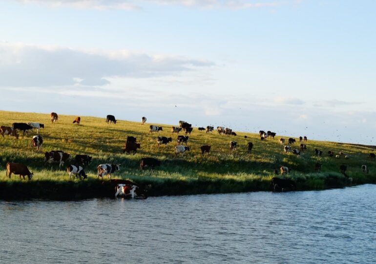 В селе Булак Самарской области ввели карантин