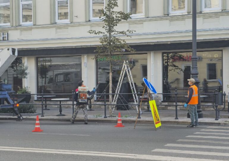 В этом году в Ленинском районе Самары высадили 281 дерево