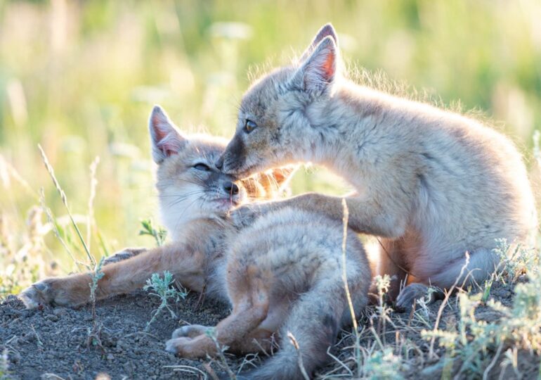 В Самарской области утвердили обновленный вариант региональной Красной книги