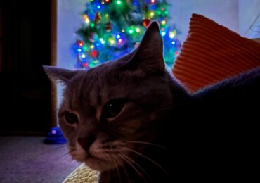 Самарцам рассказали, как уберечь новогоднюю елку от кошки