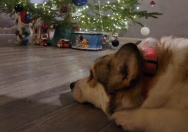 Самарцам рассказали, как обезопасить домашних животных от салютов