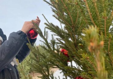 Самарцам за нелегальную вырубку ели грозит штраф до 500 тыс. руб.