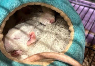 Во всем мире 4 декабря празднуют Международный день объятий