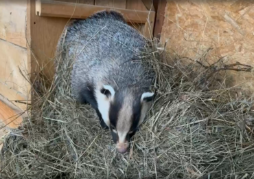 Барсук из самарского зоопарка начал готовиться к спячке