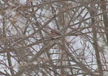 В Самарской области заметили первого в этом году зяблика