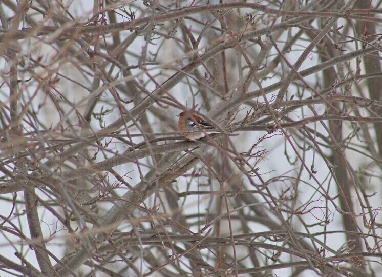 В Самарской области заметили первого в этом году зяблика