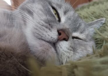 В Санкт-Петербурге почти две недели спасают кота из дымохода