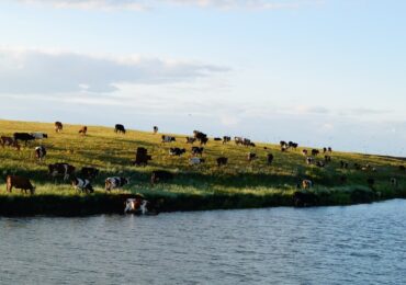 В селе Чубовка Самарской области ввели карантин из-за вспышки лейкоза