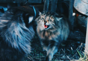 В трех районах Самарской области обнаружили очаги бешенства