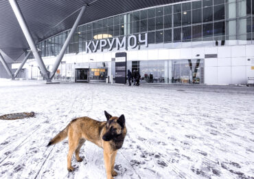 В Самаре пресекли ввоз семян без фитосанитарных сертификатов