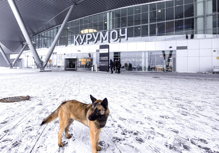 В Самаре пресекли ввоз семян без фитосанитарных сертификатов