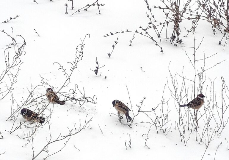 В Самарской области 20 февраля прогнозируют сильный ветер и метель