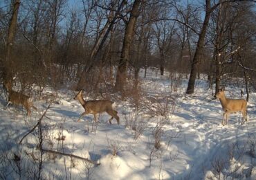 В Самарской области зафиксировали косуль