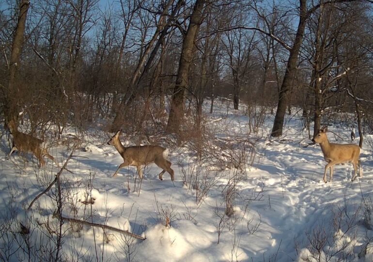 В Самарской области зафиксировали косуль