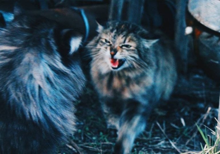 В Самарской области объявили карантин из-за вспышки бешенства