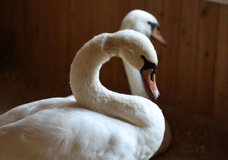 В Самаре парк Металлургов пополнился двумя лебедями
