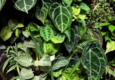 В России 12 марта отмечают День посадки цветов