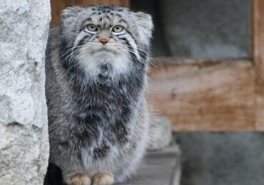 Манул Тимофей начал летнюю разжировку