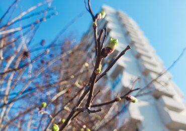 Самарцам рассказали, когда наступит сезон аллергии